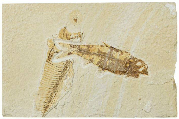 Fossil Fish (Knightia) - Green River Formation #224517